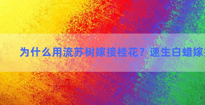 为什么用流苏树嫁接桂花？速生白蜡嫁接流苏树