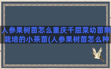 人参果树苗怎么重庆千屈菜幼苗刚栽培的小茶苗(人参果树苗怎么种植)