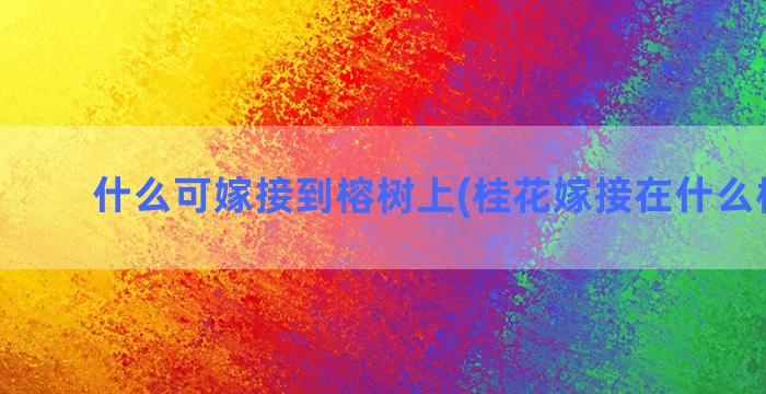 什么可嫁接到榕树上(桂花嫁接在什么树上好)