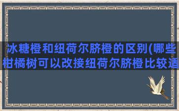 冰糖橙和纽荷尔脐橙的区别(哪些柑橘树可以改接纽荷尔脐橙比较适合)