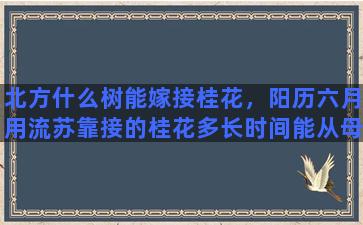 北方什么树能嫁接桂花，阳历六月用流苏靠接的桂花多长时间能从母株剪下来