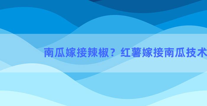 南瓜嫁接辣椒？红薯嫁接南瓜技术