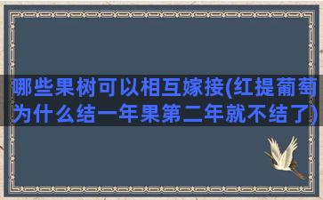 哪些果树可以相互嫁接(红提葡萄为什么结一年果第二年就不结了)