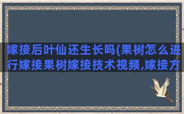 嫁接后叶仙还生长吗(果树怎么进行嫁接果树嫁接技术视频,嫁接方法图解)