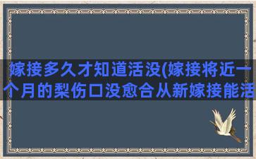 嫁接多久才知道活没(嫁接将近一个月的梨伤口没愈合从新嫁接能活吗)