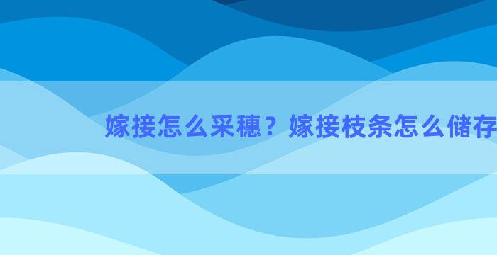 嫁接怎么采穗？嫁接枝条怎么储存