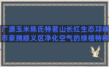 广源玉米陈氏特茗山长红生态邛崃市豪腾顺义区净化空气的绿植特种养殖石蛙现状