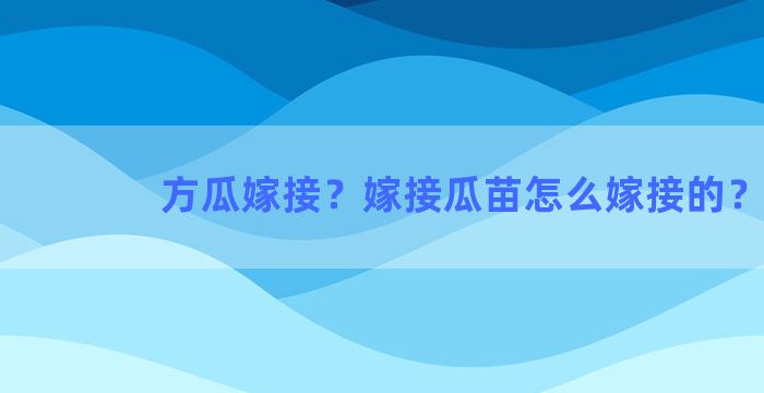 方瓜嫁接？嫁接瓜苗怎么嫁接的？