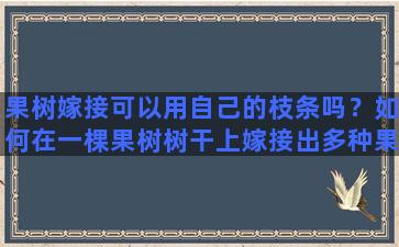 果树嫁接可以用自己的枝条吗？如何在一棵果树树干上嫁接出多种果树枝