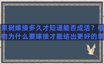 果树嫁接多久才知道能否成活？植物为什么要嫁接才能结出更好的果实