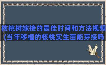 核桃树嫁接的最佳时间和方法视频(当年移植的核桃实生苗能芽接吗)