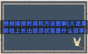 桃树嫁接时间和方法图解(火龙果新枝上长出胡须状茎是什么回事)