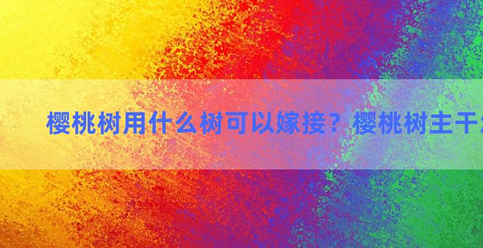 樱桃树用什么树可以嫁接？樱桃树主干怎么嫁接