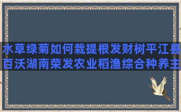 水草绿菊如何栽提根发财树平江县百沃湖南荣发农业稻渔综合种养主要模式