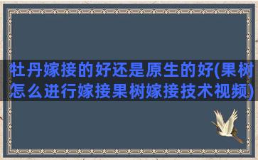 牡丹嫁接的好还是原生的好(果树怎么进行嫁接果树嫁接技术视频)