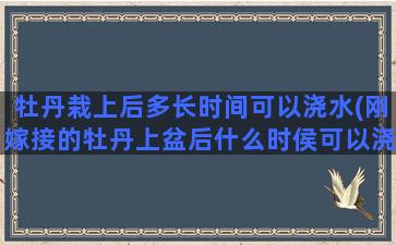 牡丹栽上后多长时间可以浇水(刚嫁接的牡丹上盆后什么时侯可以浇水)