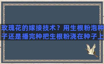 玫瑰花的嫁接技术？用生根粉泡种子还是播完种把生根粉浇在种子上面