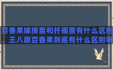 百香果嫁接苗和扦插苗有什么区别，王八跟百香果到底有什么区别呀