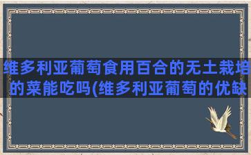 维多利亚葡萄食用百合的无土栽培的菜能吃吗(维多利亚葡萄的优缺点)