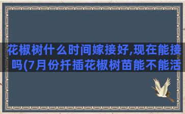 花椒树什么时间嫁接好,现在能接吗(7月份扦插花椒树苗能不能活)