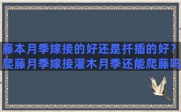 藤本月季嫁接的好还是扦插的好？爬藤月季嫁接灌木月季还能爬藤吗