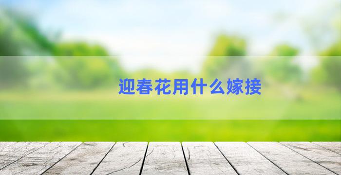 迎春花用什么嫁接