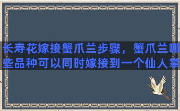 长寿花嫁接蟹爪兰步骤，蟹爪兰哪些品种可以同时嫁接到一个仙人掌上