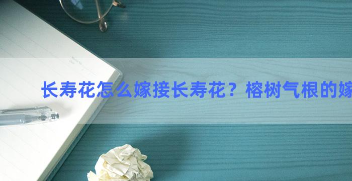 长寿花怎么嫁接长寿花？榕树气根的嫁接方法