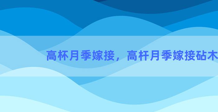 高杯月季嫁接，高杆月季嫁接砧木